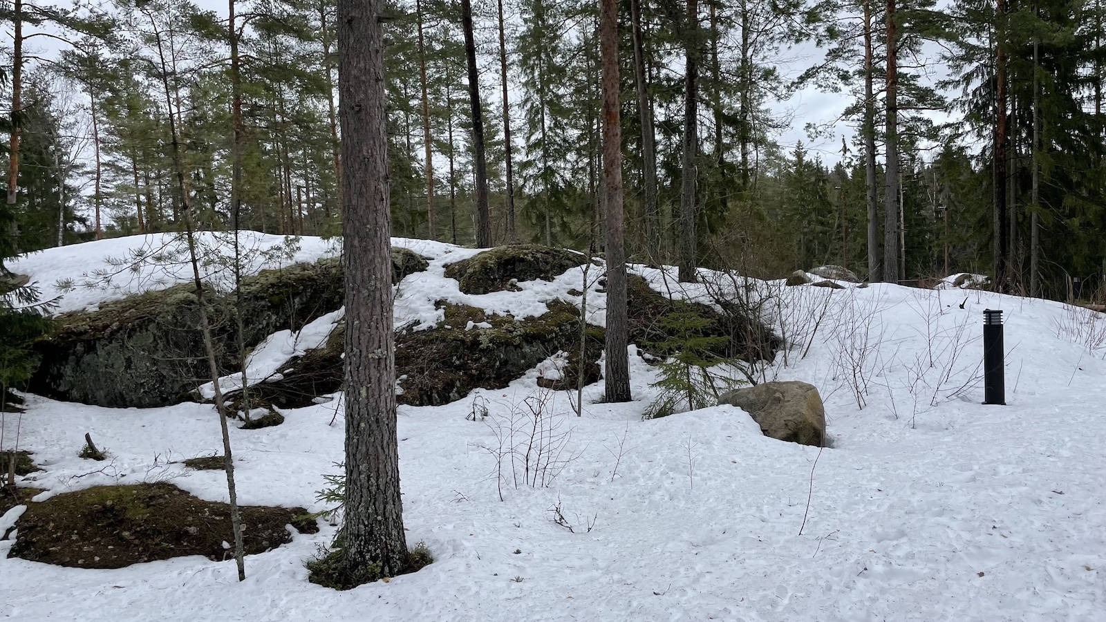 Helsinki Sipoonkorpi National Park Snow Trees