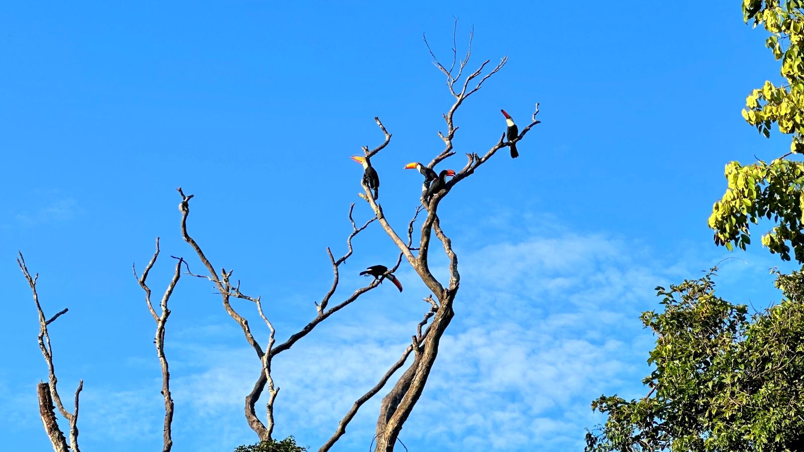 toucans near Iguazu Falls