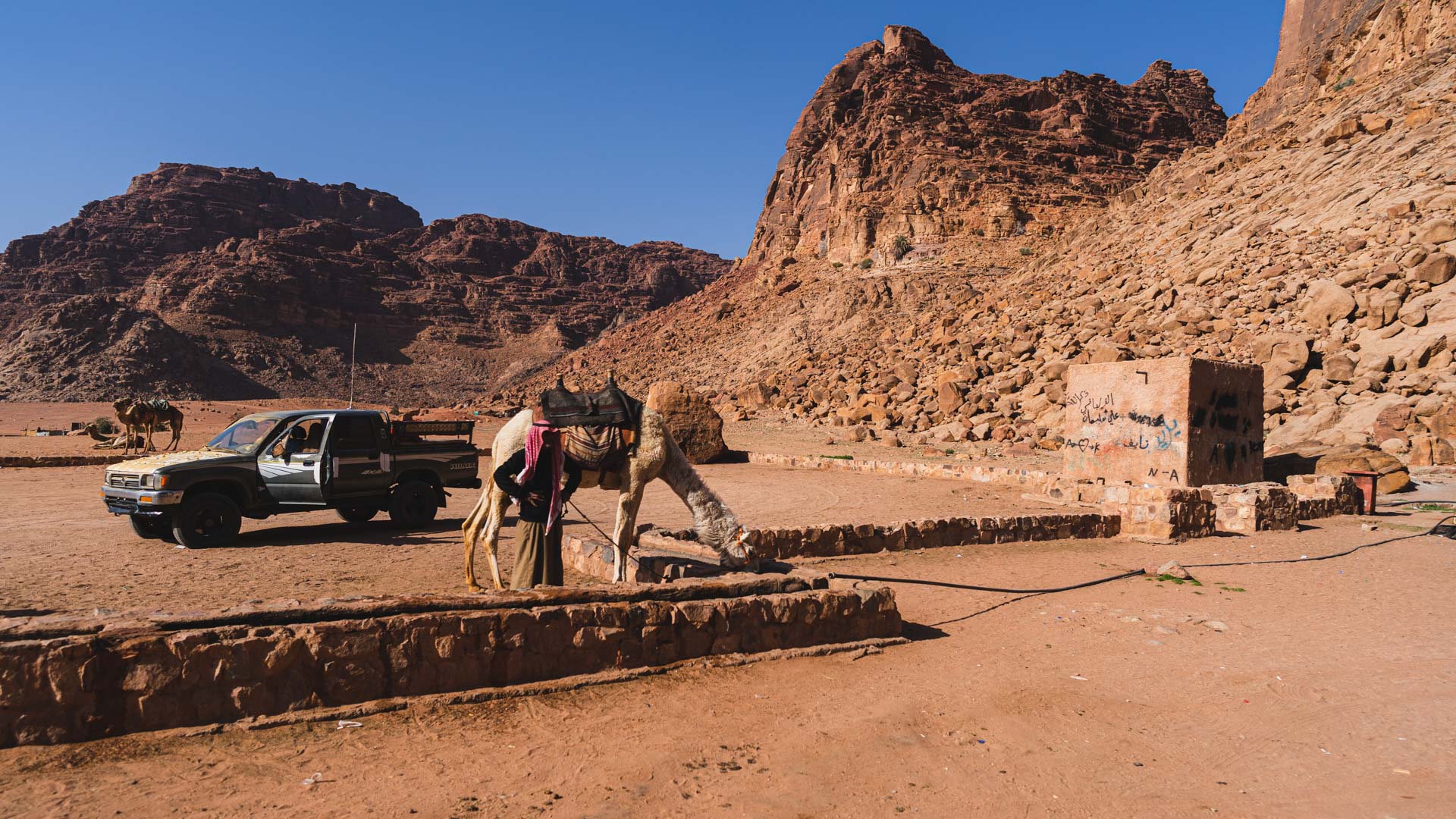 Wadi Rum camel